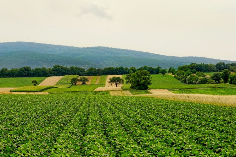 Agricultura