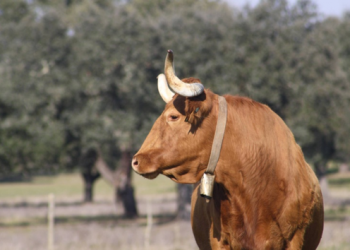 Coloquio carne alentejana