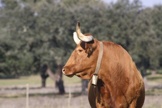 Coloquio carne alentejana