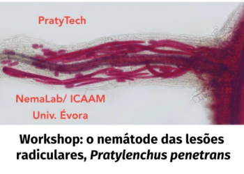 Pratylenchus penetrans