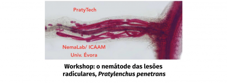 Pratylenchus penetrans