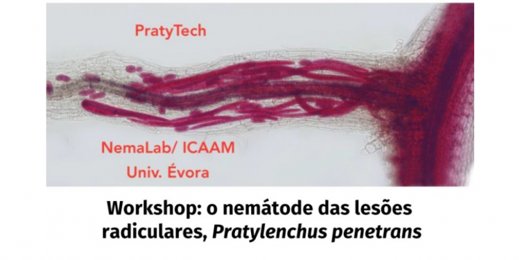 Pratylenchus penetrans