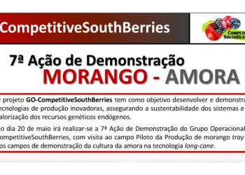 morango competitive south berries