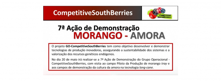 morango competitive south berries