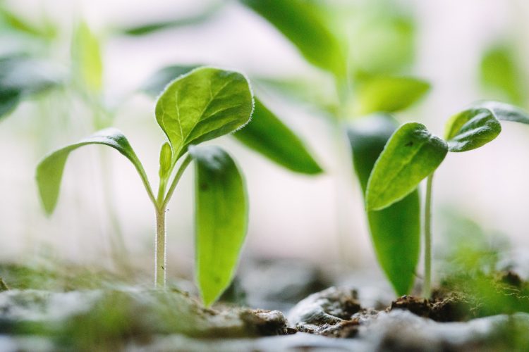 planta
