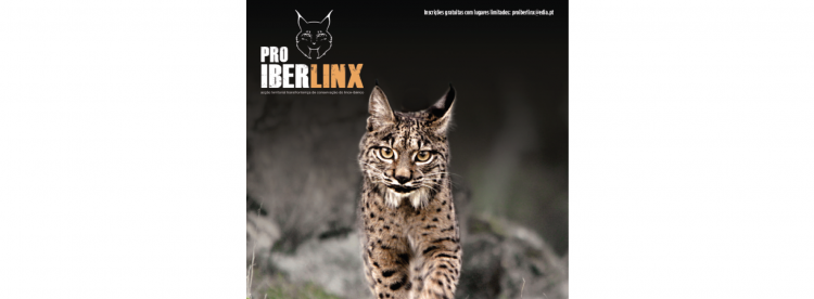 lince ibérico
