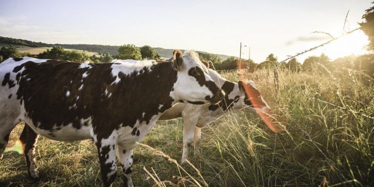 vacas