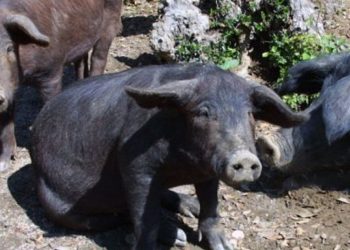 porco-preto