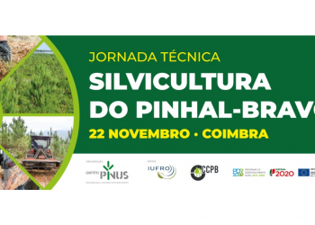 silvicultura pinheiro bravo