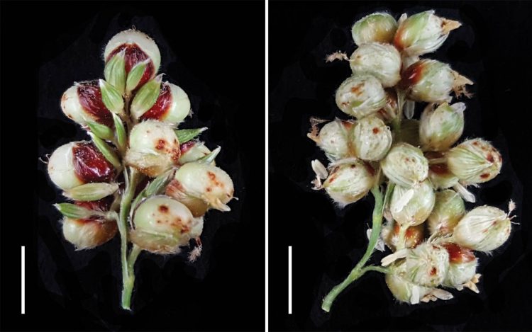 sorghum