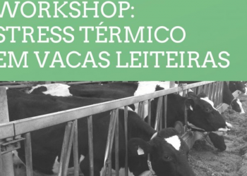 stress térmico vacas