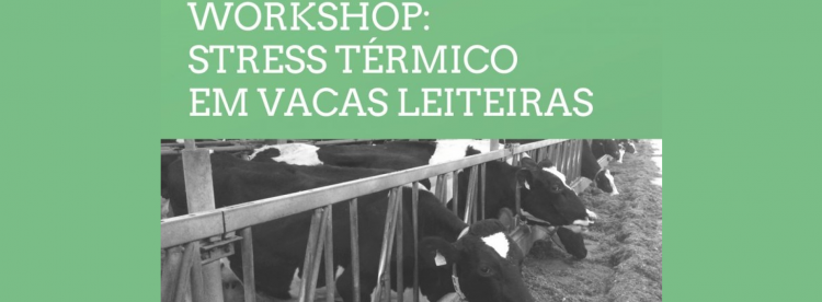 stress térmico vacas