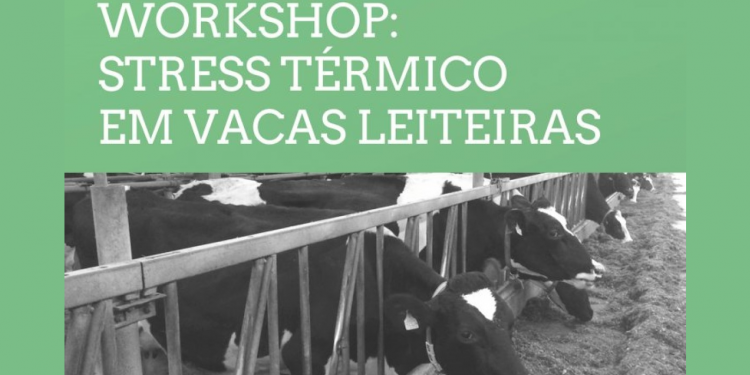 stress térmico vacas