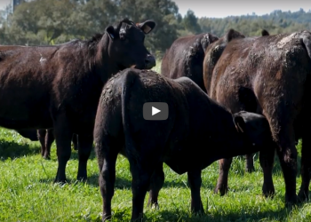 terra emergente Aberdeen Angus
