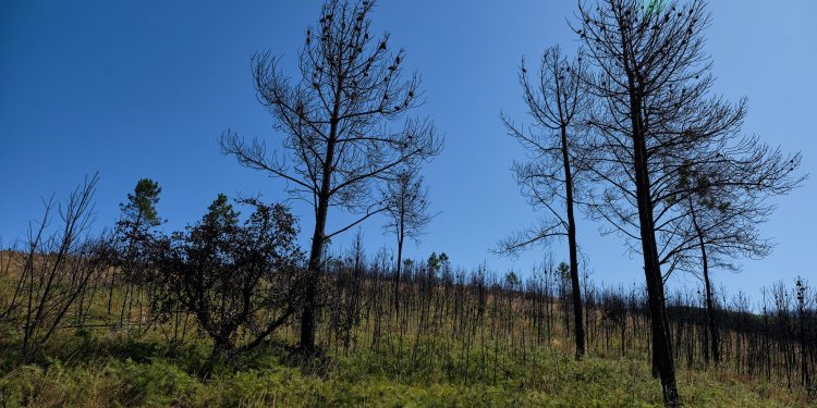 pinheiros ardidos