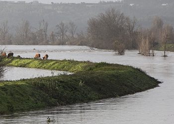 mondego