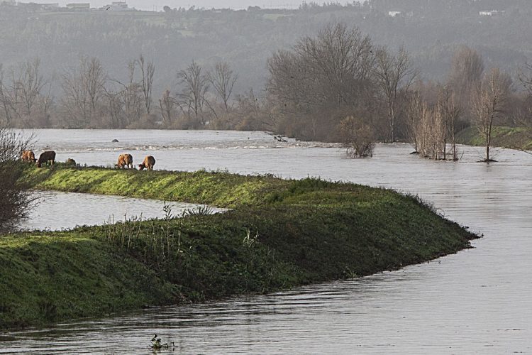 mondego