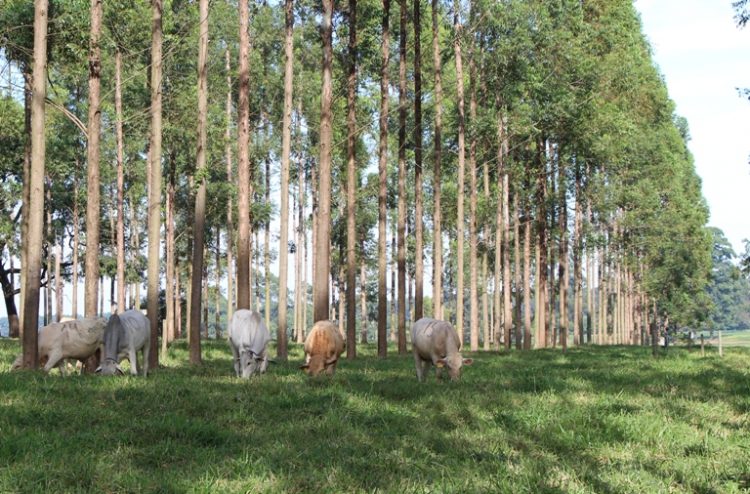agrofloresta