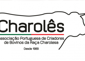 charolês