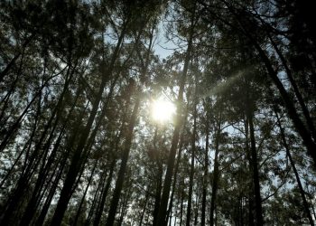 floresta de pinheiros