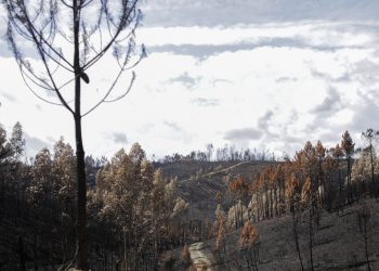 incêndio florestal