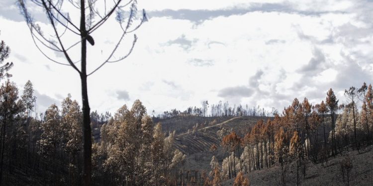 incêndio florestal