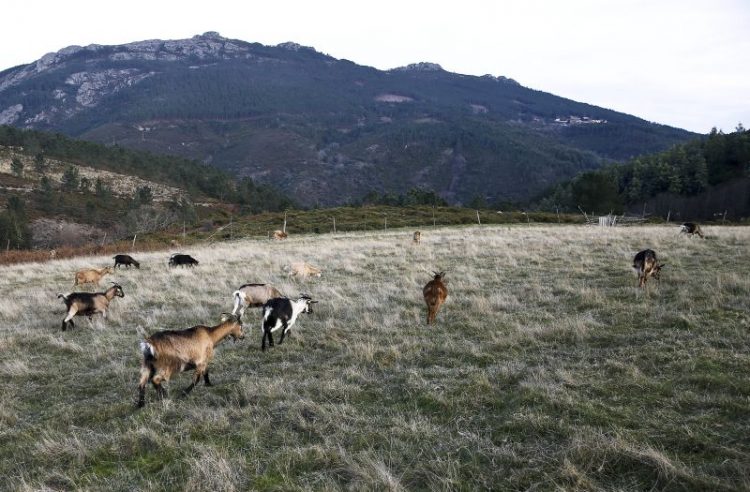 rebanho de cabras