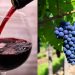 vinho e uva