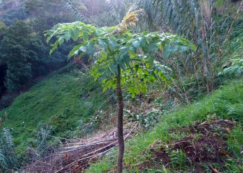 Levada Wanderungen, Madeira, Portugal