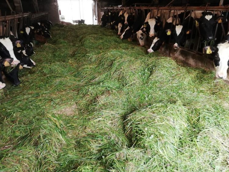 vacas comendo