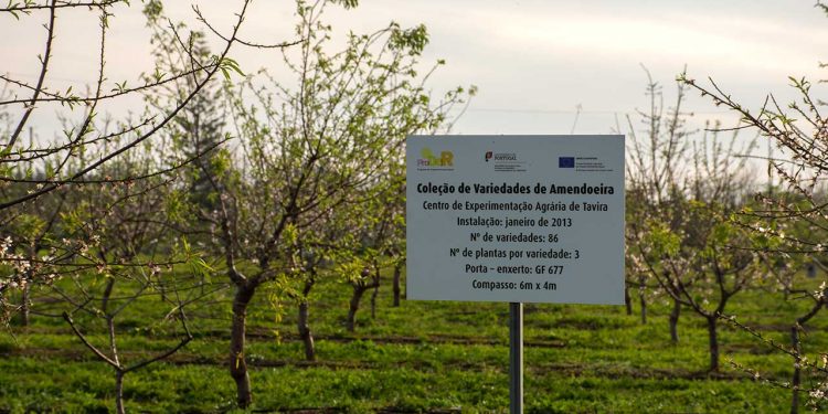 Centro de Experimentação Agrária de Tavira