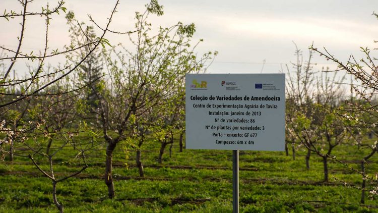 Centro de Experimentação Agrária de Tavira