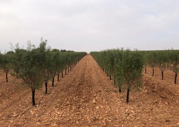 amendoal de sequeiro em sebe