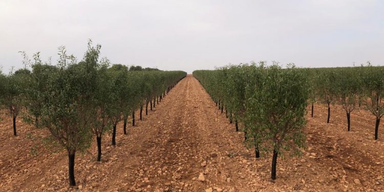 amendoal de sequeiro em sebe