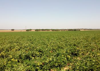 Tomate de Industria