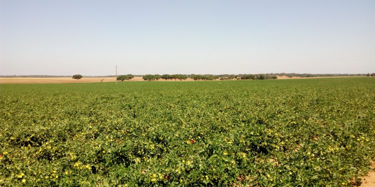 Tomate de Industria