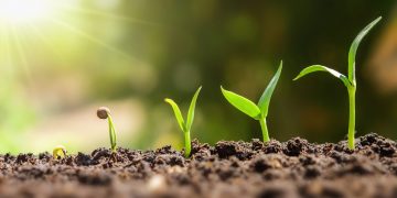 plantas a crescer