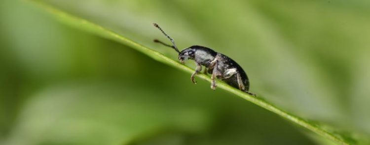 gafanhoto