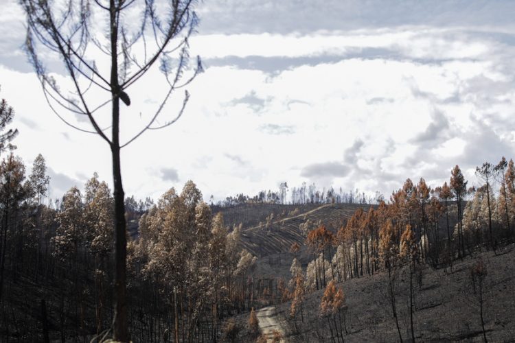 incêndios
