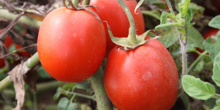 tomate industria