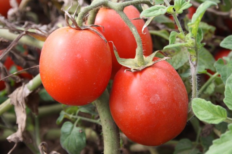 tomate industria