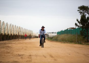 trabalhadores das estufas