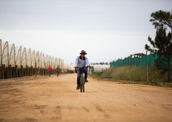 trabalhadores das estufas