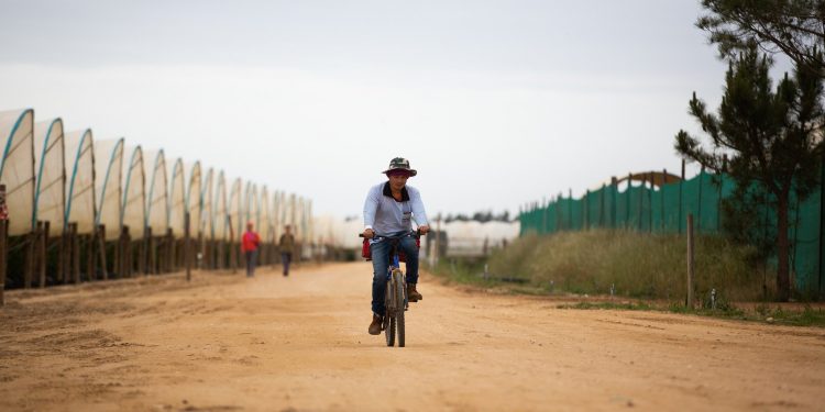 trabalhadores das estufas