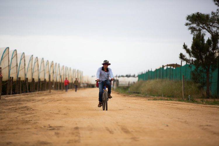 trabalhadores das estufas