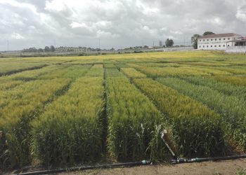 Estação de Melhoramento de Plantas de Elvas