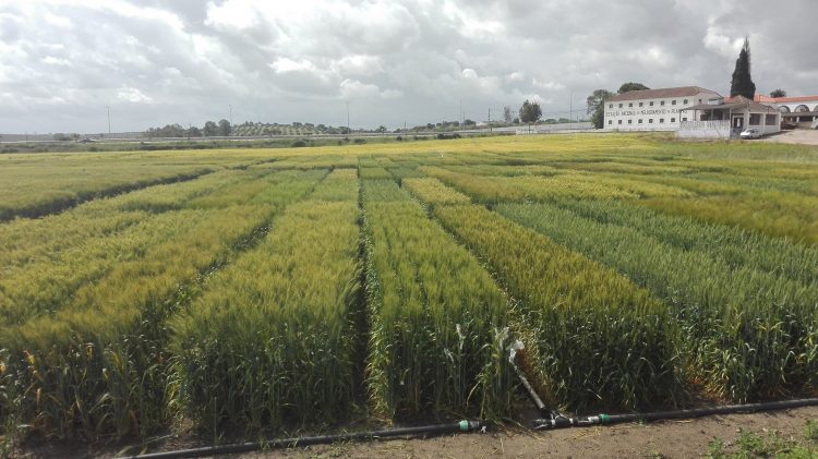 Estação de Melhoramento de Plantas de Elvas