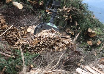 biomassa florestal