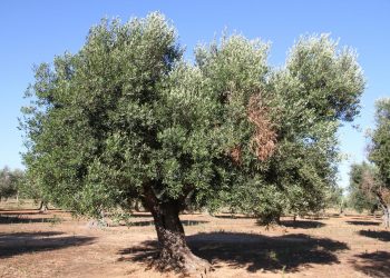 Xylella fastidiosa oliveira