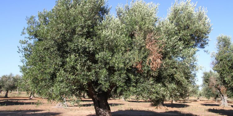 Xylella fastidiosa oliveira